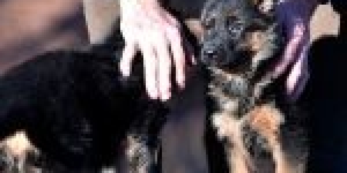 The History Of Buy German Shepherd Dog Switzerland In 10 Milestones